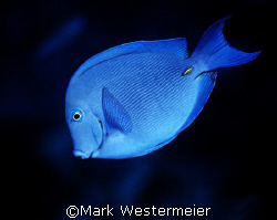 Blue on Blue - Image taken in Cayman Islands with a Nikon... by Mark Westermeier 